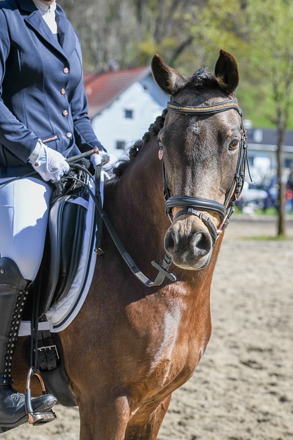 新秀或年轻 新秀或年轻